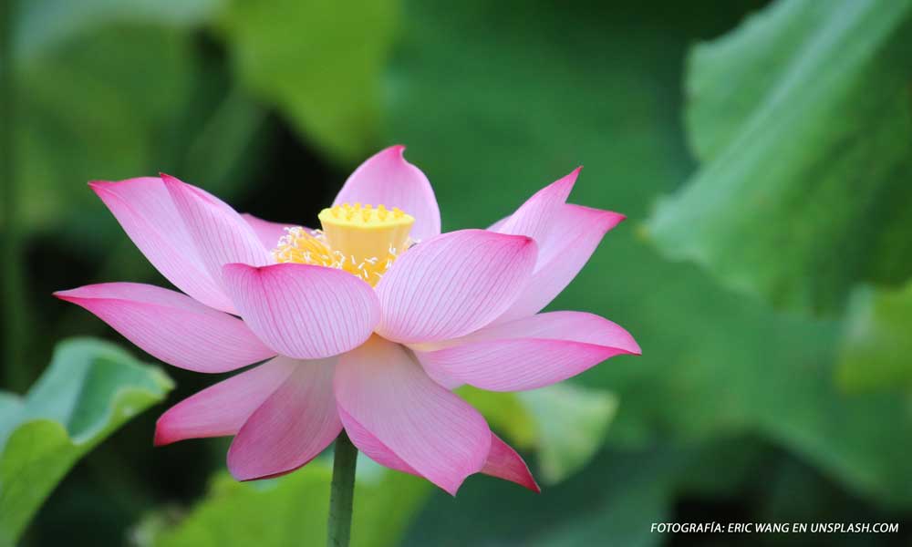 Lotus flower TM